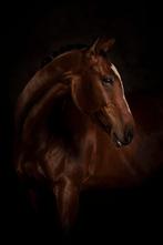 Lease paard aangeboden / bijrijder gezocht, Dieren en Toebehoren, Paarden en Pony's | Overige Paardenspullen, Ophalen, Dressuur