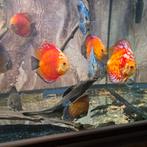 Discusvissen, Vis, Zoetwatervis