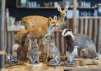 opgezette dieren gezocht BIED ALLES AAN, Verzamelen, Dierenverzamelingen, Ophalen of Verzenden, Opgezet dier