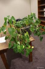 Online Veiling: Plant incl. pot