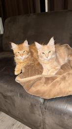 Mooie Maine Coons Kittens te koop, mogen direct verhuizen!, Dieren en Toebehoren, Katten en Kittens | Raskatten | Langhaar, Meerdere dieren