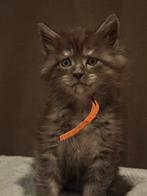 Maine Coon kittens met stamboom & garantiecontract 2 poesjes, Dieren en Toebehoren, Katten en Kittens | Raskatten | Langhaar, Meerdere dieren