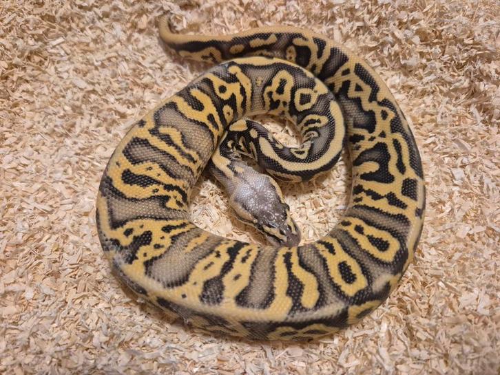 Python regius 0.1 pastel leopard het clown