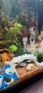 Baby guppen, Dieren en Toebehoren, Vissen | Aquariumvissen, Vis