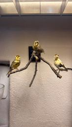 Opgezette kanaries, Dieren en Toebehoren, Vogels | Kanaries, Meerdere dieren