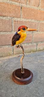 Opgezette Afrikaanse dwergijsvogel - taxidermie, Verzamelen, Dierenverzamelingen, Ophalen of Verzenden, Zo goed als nieuw, Vogel