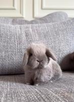 ❤️❤️PRACHTIGE RASZUIVERE MINI LOP KONIJNTJES – 7 WEKEN OUD, Dieren en Toebehoren, Konijnen, Meerdere dieren, Dwerg, Hangoor, 0 tot 2 jaar