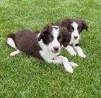 Prachtige BORDER COLLIE x FRIESE STABIJ pups, Nederland, CDV (hondenziekte), 8 tot 15 weken, Meerdere