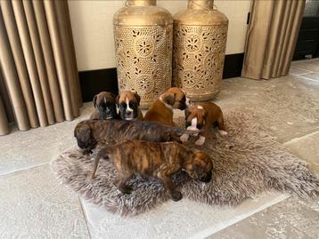 Boxer pups met ZEER goede Stamboom Raad van Beheer + DNA 
