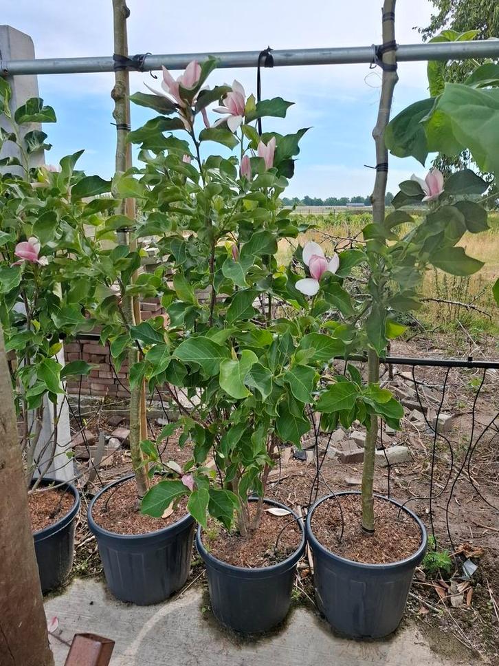 meerstammige magnolia beverboom tulpenboom, Tuin en Terras, Planten | Bomen, Overige soorten, Volle zon, In pot, Ophalen