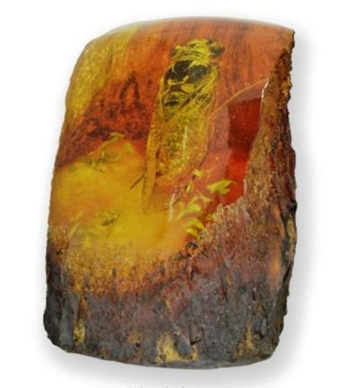 Cicade Fossiel Gegoten in Kunsthars 9cm, Verzamelen, Mineralen en Fossielen, Fossiel, Ophalen of Verzenden