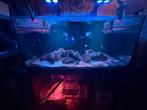 Red Sea Reefer 350 System G2+ Zwart (open sump), Dieren en Toebehoren, Vissen | Aquariumvissen, Overige typen, Zoutwatervis, Schoolvis