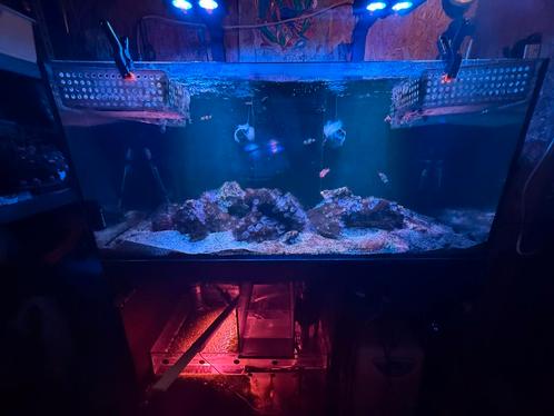 Red Sea Reefer 350 - zeewater aquarium - Zwart (open sump), Dieren en Toebehoren, Vissen | Aquariumvissen, Zoutwatervis, Overige typen