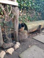 Black and Tan konijn - Puck, Vrouwelijk