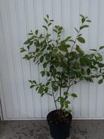 (Krentenboompje) Amelanchier lamarckii, Tuin en Terras, Vaste plant, Halfschaduw, Lente, Ophalen