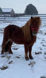Stalling voor kleine pony, geen merries, geen weide, Dieren en Toebehoren, Stalling en Weidegang, 1 paard of pony, Stalling