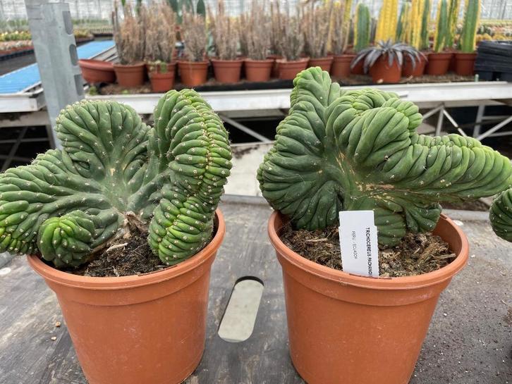 Cactus Tricocereus Pachanoi( San Pedro) Cristaten 17 cm pot., Huis en Inrichting, Kamerplanten, Cactus, Minder dan 100 cm, Bloeiende kamerplant