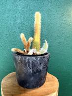 GRATIS Cactus inclusief aardewerken pot, Ophalen of Verzenden, Cactus, Volle zon, Minder dan 100 cm