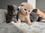 Britse korthaar kittens