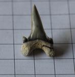 Haaien tand Boven-Krijt Archaeolamna kopingensis, Ophalen of Verzenden, Fossiel