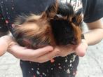 Jong cavia zeugje, Dieren en Toebehoren, Knaagdieren, Vrouwelijk, Cavia, Na 1 juli 2024, Tam