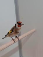 Major putters, Dieren en Toebehoren, Vogels | Overige Vogels, Mannelijk, Wildzangvogel, Geringd