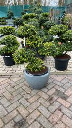 Ilex Bonsai met pot leuk voor op het terras, Tuin en Terras, Planten | Bomen, Ophalen, Bloeit niet, Halfschaduw, Overige soorten