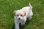 Havanezer pup laatste uit nestje, Rabiës (hondsdolheid), 15 weken tot 1 jaar, Overige rassen, Buitenland