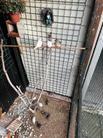 Zebravinken 15 stuks mooi kleuren, Dieren en Toebehoren, Vogels | Overige Vogels, Meerdere dieren