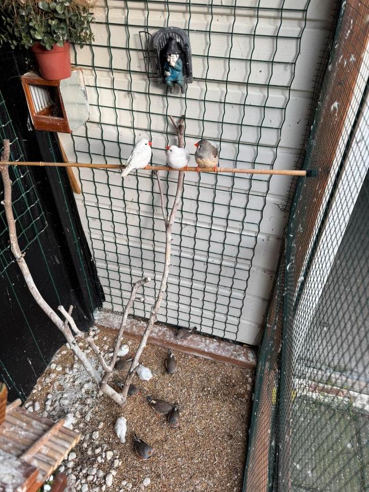 Zebravinken 15 stuks mooi kleuren, Dieren en Toebehoren, Vogels | Overige Vogels, Meerdere dieren