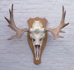 Scandinavisch ELAND GEWEI op licht houten schild (ref. C)