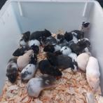 Goudhamster Baby's, Dieren en Toebehoren, Knaagdieren, Hamster, November, Meerdere dieren, Tam