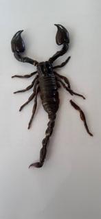 Taxidermie schorpioen, Ophalen of Verzenden, Gebruikt, Overige soorten, Opgezet dier