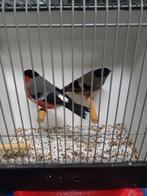 Koppel noorse Goudvinken 25 wildkleur, Dieren en Toebehoren, Meerdere dieren, Wildzangvogel, Geringd