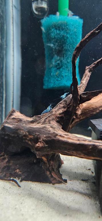 Blue Jelly garnalen – Neocaridina beschikbaar voor biedingen