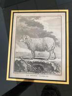 Ets / Gravure rond 1780. Het gewone schaap. Barent de Bakker, Antiek en Kunst, Kunst | Etsen en Gravures, Ophalen of Verzenden