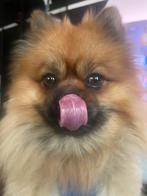 Pomeriaan, Dieren en Toebehoren, Reu, 1 tot 2 jaar, Eén hond, Nederland