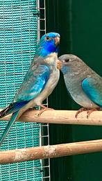 Splendid witborst onverwant koppel 2025 uit sep/okt  ‘ 25, Meerdere dieren, Parkiet