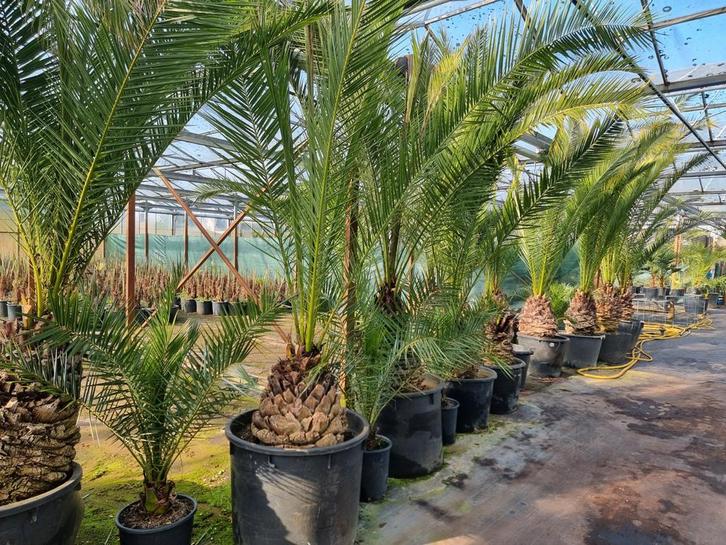 Grote Phoenix canariensis palmbomen, Tuin en Terras, Planten | Bomen, Palmboom, 100 tot 250 cm, Volle zon, Zomer, Ophalen