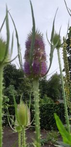 Dipsacus fullonum	(kaardebol), Tuin en Terras, Ophalen, Zomer, Volle zon