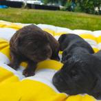 Prachtige Labrador pups zwart en bruin, 8 tot 15 weken, Labrador retriever, CDV (hondenziekte), Meerdere