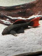 L600 pleco potamotrygon arowana Lnummer, Dieren en Toebehoren, Vissen | Aquariumvissen, Vis