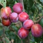 Biologische pruimenbomen  – geven veel pruimen - KOOPJE, Pruimenboom, Lente, Volle zon, 250 tot 400 cm