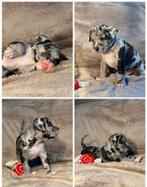 American bully XL pups nog 4 beschikbaar, Parvo, Overige rassen, 8 tot 15 weken, Meerdere