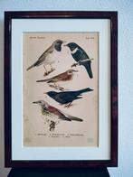 Litho Floericke Koperwiek Kramsvogel Beflijster 1922, Ophalen of Verzenden