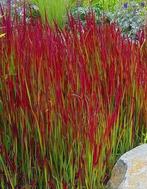 Imperata Red Baron - Japans bloedgras - Uniek voor tuin/pot, Ophalen of Verzenden, Zomer, Siergrassen, Volle zon