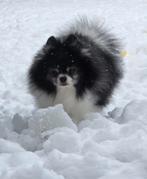 Ervaren pomeranian dekreu FCI stamboom, 6 jaar of ouder, Reu, Parvo, Eén hond
