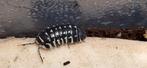 Zebra's isopods Tijdelijke Actie 20 st voor €5,-, Dieren en Toebehoren, Overige soorten