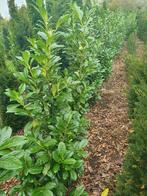 Laurier novita 180 cm mooie volle planten, Ophalen, Laurier, 100 tot 250 cm