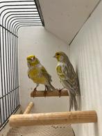 Verschillende soorten kanaries, tropen en parkieten, Dieren en Toebehoren, Vogels | Kanaries, Meerdere dieren, Kleurkanarie